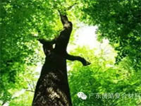 【博皓感悟】欲為大樹(shù)，莫與草爭(zhēng)