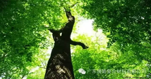 【博皓感悟】欲為大樹，莫與草爭-1