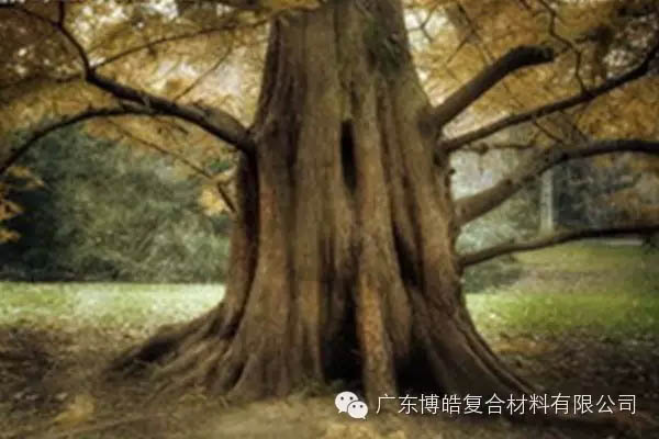 【博皓感悟】欲為大樹，莫與草爭-4