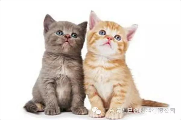 白貓黑貓，抓住老鼠就是好貓